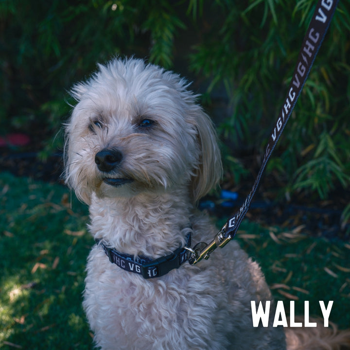 Hockey Bolt Club Pet Leash - - Accessories - Violent Gentlemen Hockey Lifestyle | Built by Fans for Fans | Perfect Gift for hockey fan or hockey players that live in the hockey culture