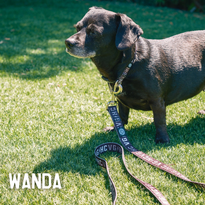Hockey Bolt Club Pet Leash - - Accessories - Violent Gentlemen Hockey Lifestyle | Built by Fans for Fans | Perfect Gift for hockey fan or hockey players that live in the hockey culture