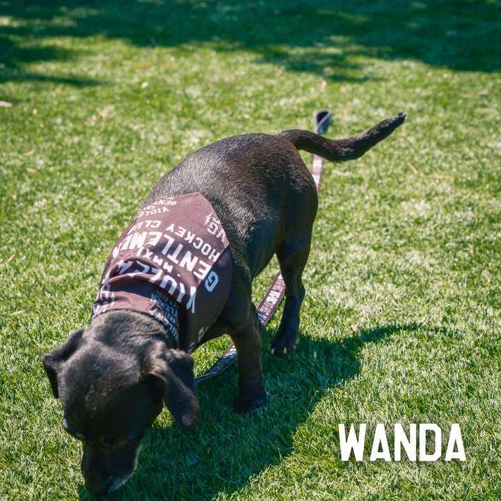 Hockey Loyalty Pet Bandana - - Accessories - Violent Gentlemen Hockey Lifestyle | Built by Fans for Fans | Perfect Gift for hockey fan or hockey players that live in the hockey culture