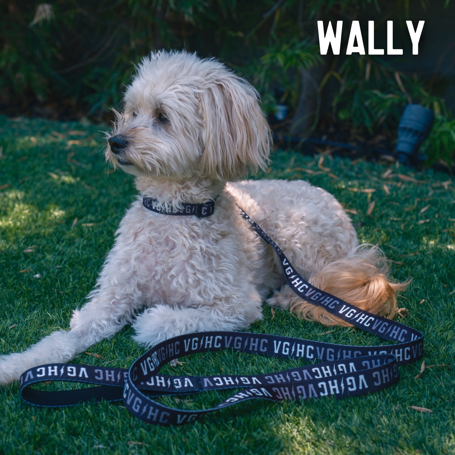 Off white collar for dogs shop