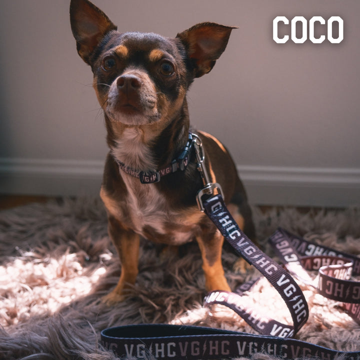 Bolt Club Pet Collar -  - Accessories - Violent Gentlemen