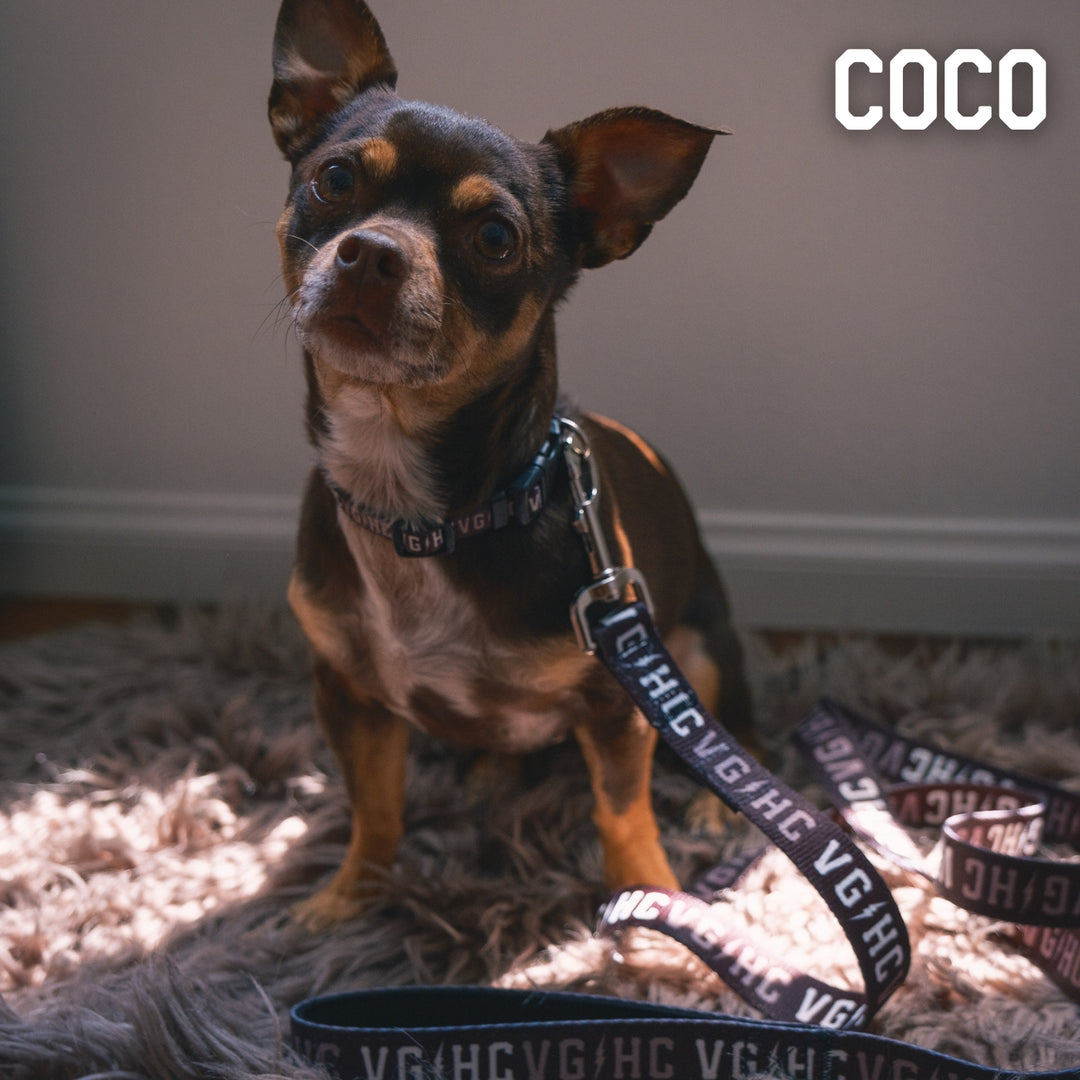 Bolt Club Pet Collar -  - Accessories - Violent Gentlemen